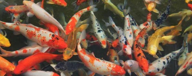 锦鲤怎么繁殖