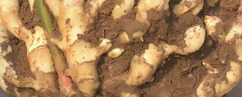 大姜种植技术和管理技术
