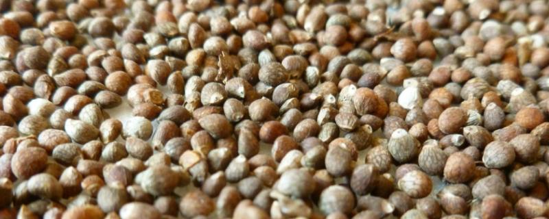 鉴别品种种子纯度时可主要依据的性状