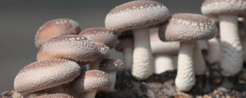 食用菌组织分离与孢子分离制种有何区别