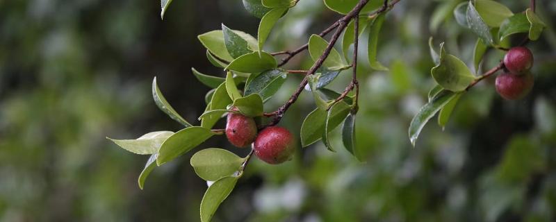 山茶树种植方法和管理