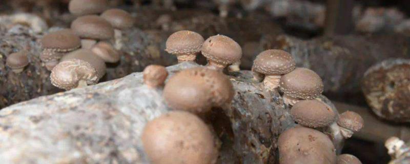 我国食用菌的发展历史