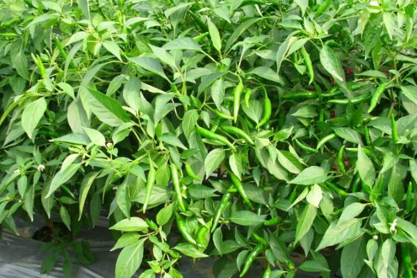 朝天椒良种及栽培关键技术，朝天椒阳台种植方法