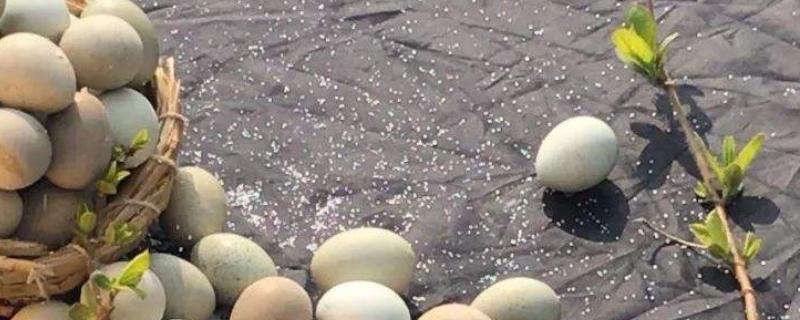 芦丁鸡种蛋怎么孵化