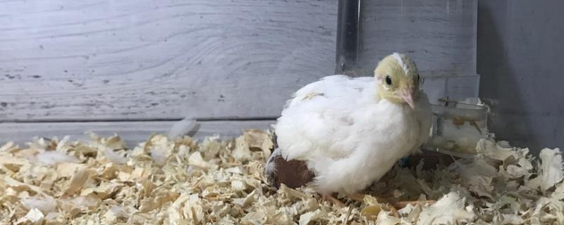 芦丁鸡吵不吵
