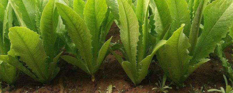 油麦菜是不是莴笋叶子