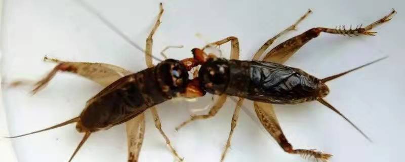 蛐蛐会在家里面繁殖吗