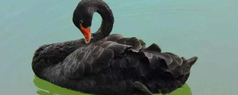 黑天鹅怎么养