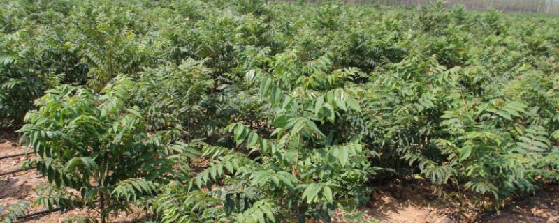 香椿树的种植方法