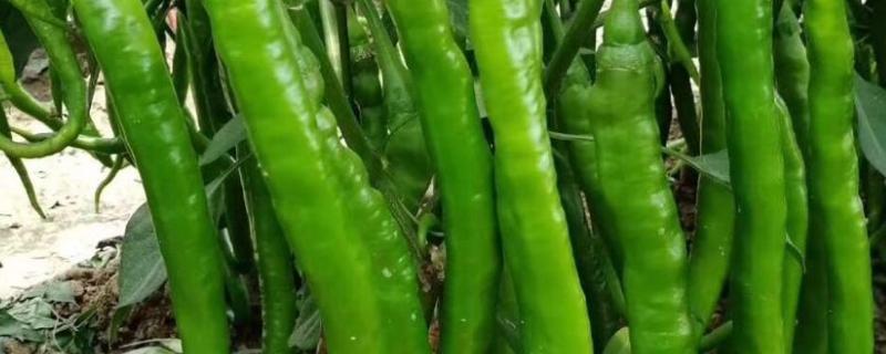 辣椒适合什么季节种植