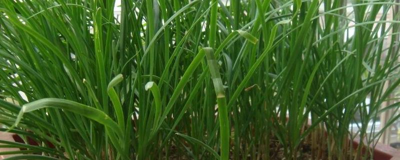 韭菜盆栽种植方法如下
