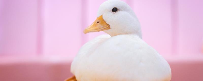柯尔鸭怕冷吗