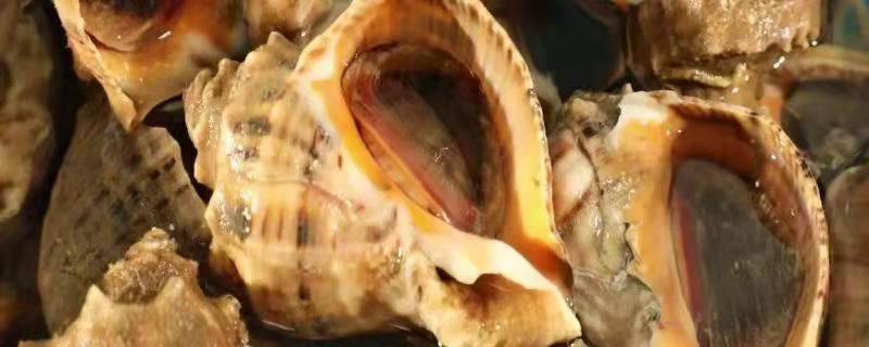 海螺怎么养