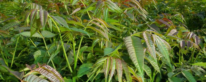 香椿矮化密植技术