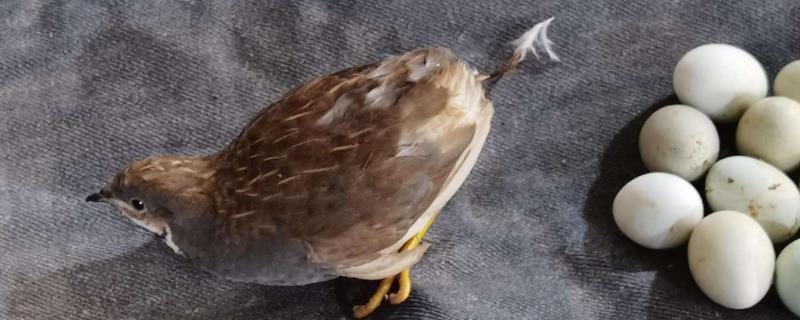 芦丁鸡需要晒太阳吗