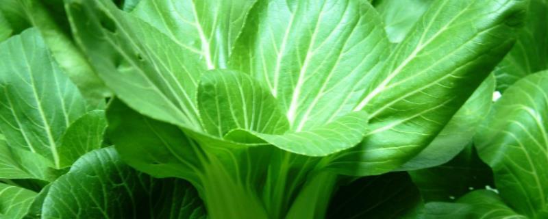 冬天种青菜用什么肥