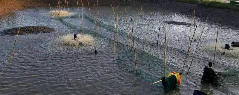 一亩鱼塘放多少鱼苗