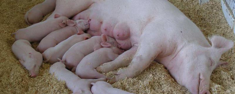 怎样合理饲喂分娩哺乳阶段的母猪