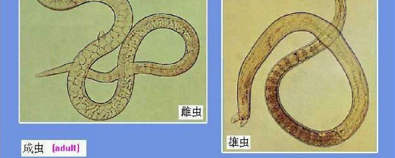猪旋毛虫镜检形态特点是什么