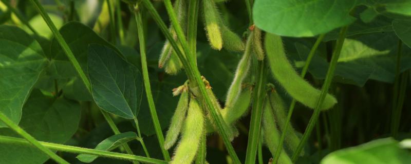 抗除草剂大豆属于转基因植物吗