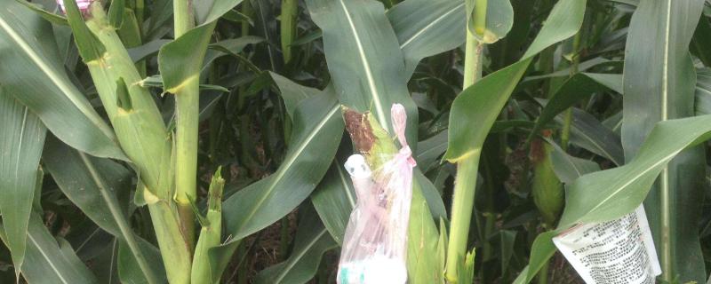 迪卡1079玉米种多少积温