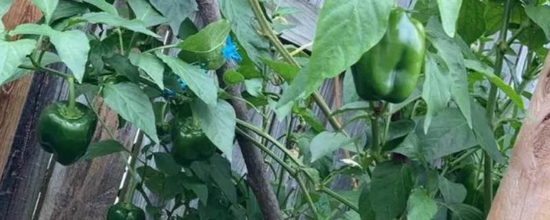 青椒如果没有充足的肥料