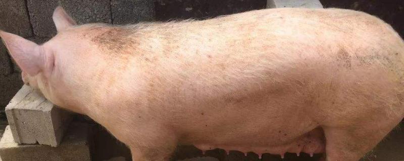 母猪配种成功后变化