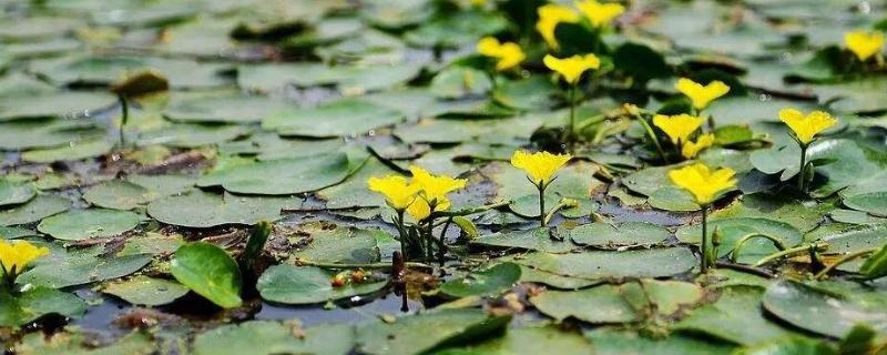 参差荇菜