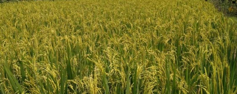 中国历史时期南方一年两熟制是什么