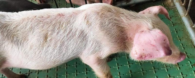小猪身上发紫耳朵发紫怎么回事