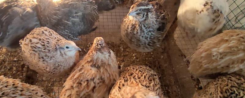 特种经济动物养殖关键技术和控制点