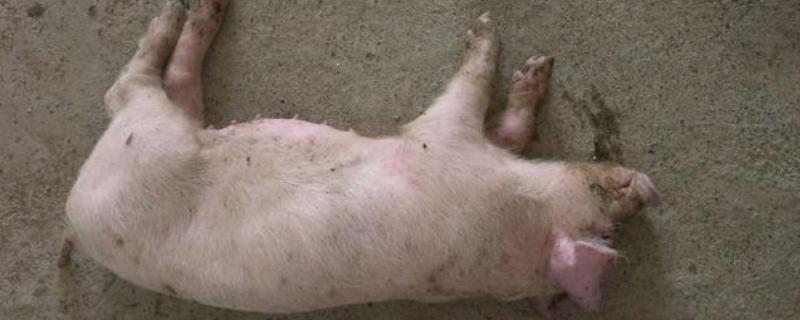 猪后腿无力站不起来用什么药