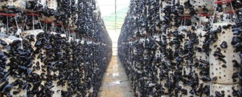 目前在中国进行人工栽培的食用菌约有多少余种