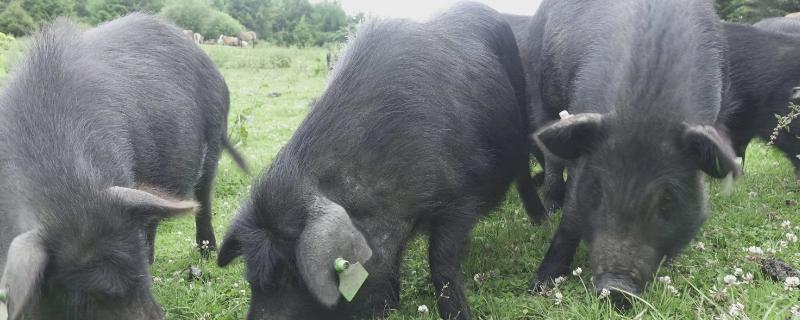 正宗纯种藏香猪在哪个地区