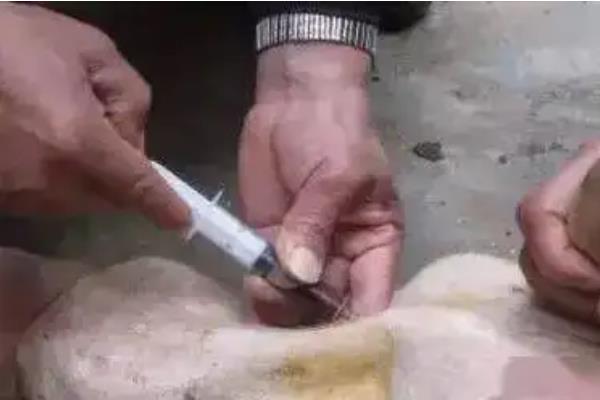 猪腹腔注射的部位，附操作要点