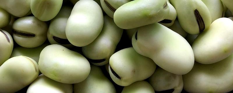 蚕豆多少天发芽