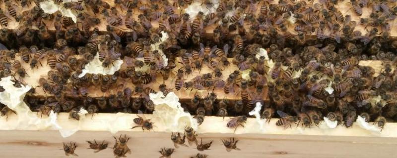 养蜜蜂专用工具