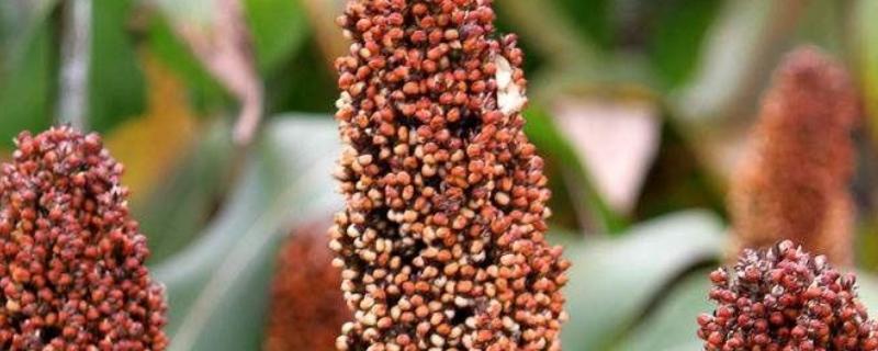 高粱是什么颜色的