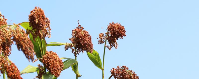 高粱丝黑穗病防治
