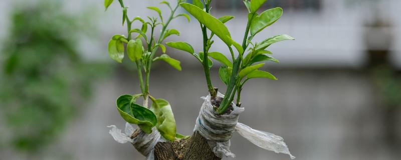 接穗和砧木的什么紧密结合