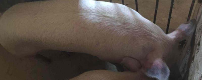 蓝耳病猪有什么症状