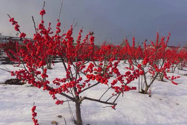 北美冬青怎么养，耐寒吗