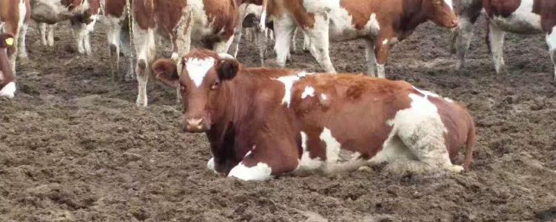 1500斤西门塔尔牛能出多少肉