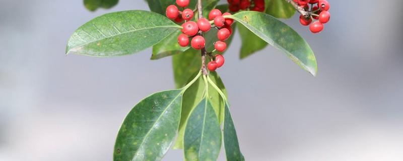 冬青种植方法
