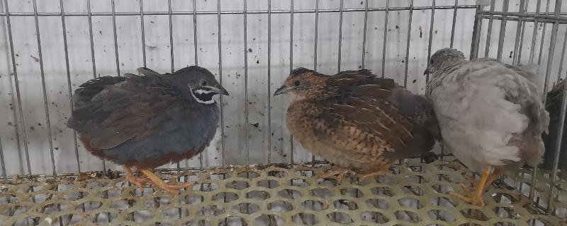 芦丁鸡公母怎么区分