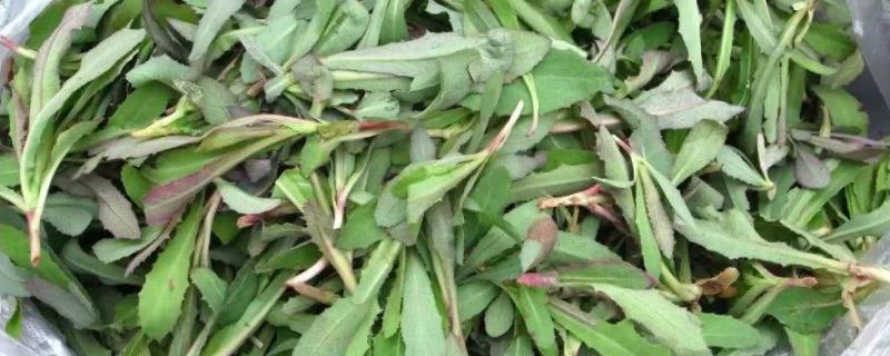 龙牙菜种植技术
