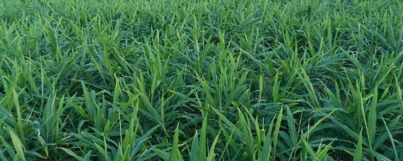 复种是什么意思