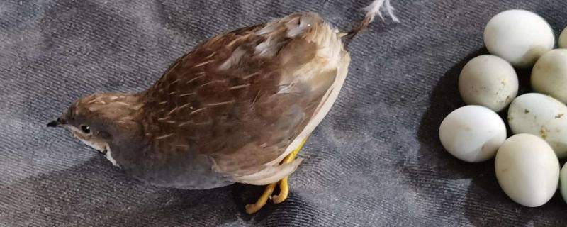 芦丁鸡养在家里臭吗