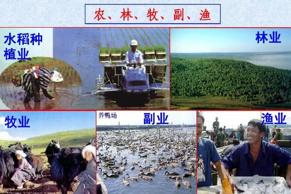 农林牧副渔的副业指什么，农林牧副渔分别指什么