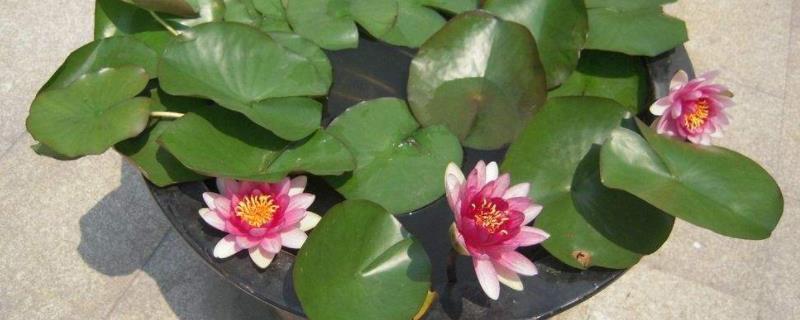 盆栽荷花如何越冬